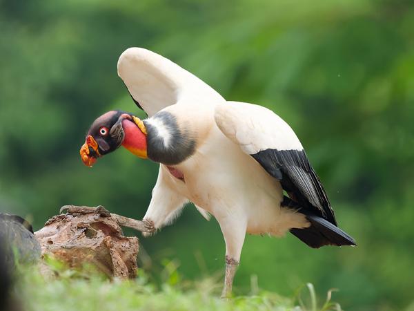 <h3><a href="/trips/costa-rica/biota/animalia/chordata/aves/017 accipitriformes/001 cathartidae/sarcoramphus papa/sarcoramphus papa-nl.html">Sarcoramphus&nbsp;papa</a> / King&nbsp;vulture / Koningsgier</h3>OM-1 Mark II met OLYMPUS M.150-400mm F4.5 TC, 1/640 sec  bij F5.6, ISO 2500, afstand 22.0&nbsp;m